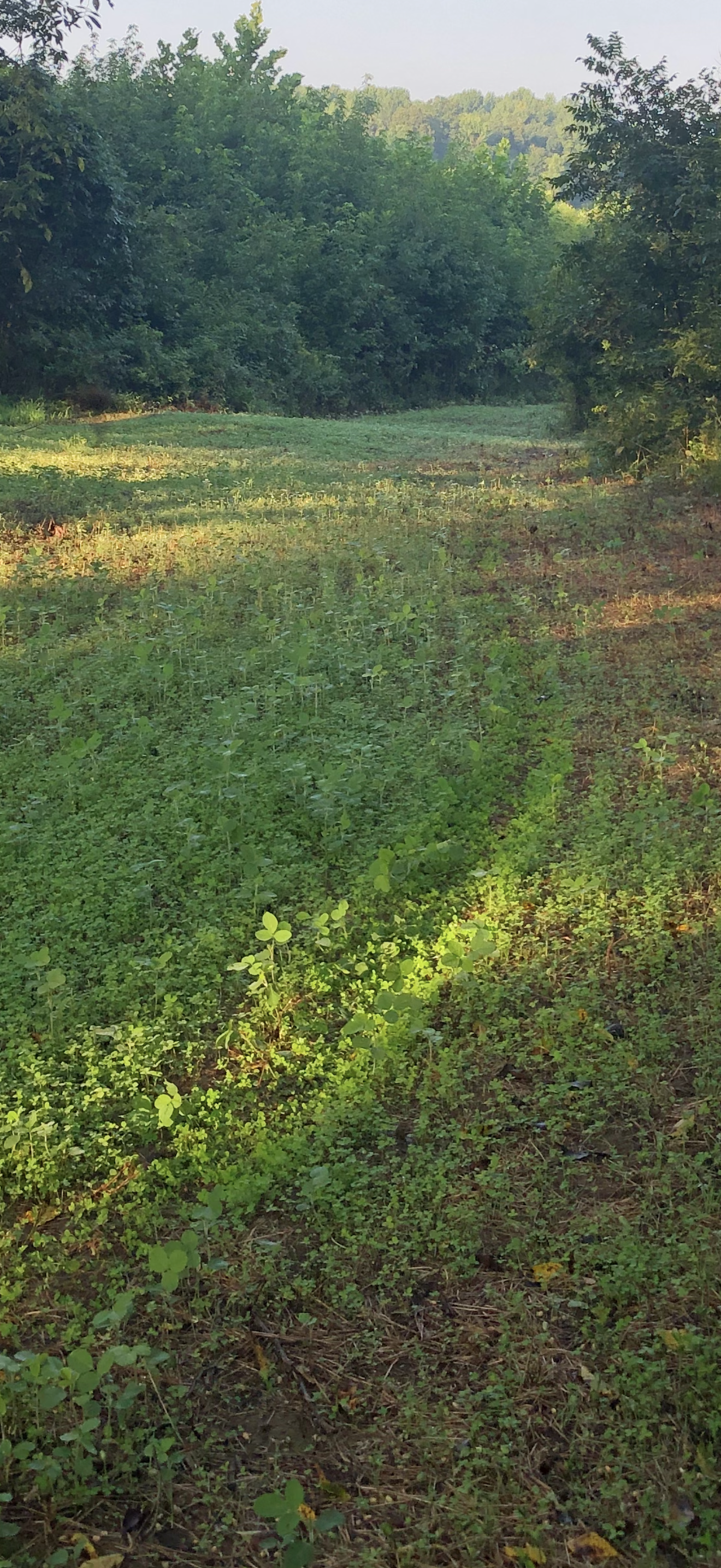 APEX CLOVER BLEND 1/2 ACRE