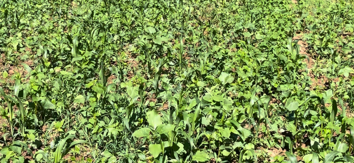 Soil Builder Pro (Medium-Large Plots) .40 acre 20LBS