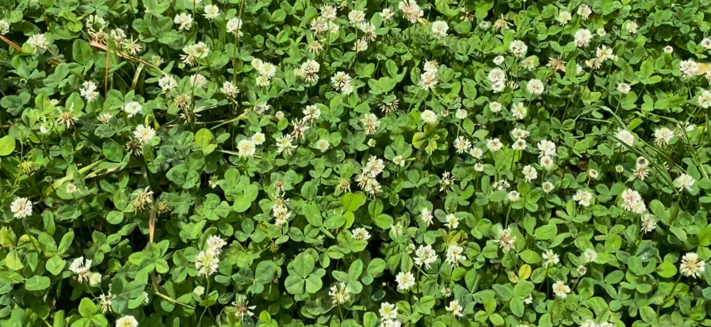 CLOVER PERENNIAL PRO..LAST 4-5 YEARS. ALREADY BLENDED WITH A NURSE CROP! 22LB BAG PLANTS 1/3 ACRE (PRE ORDER, SHIPS EARLY JULY 2026)