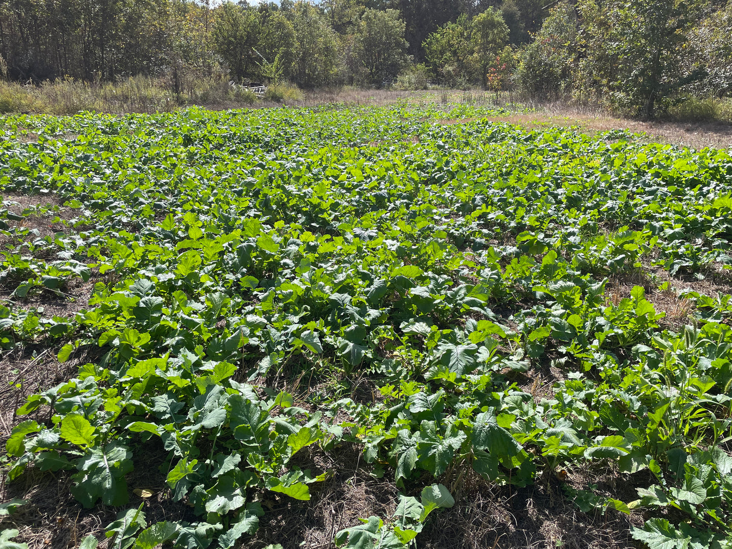 MAX BULB BRASSICA & CLOVER 25LB BAG