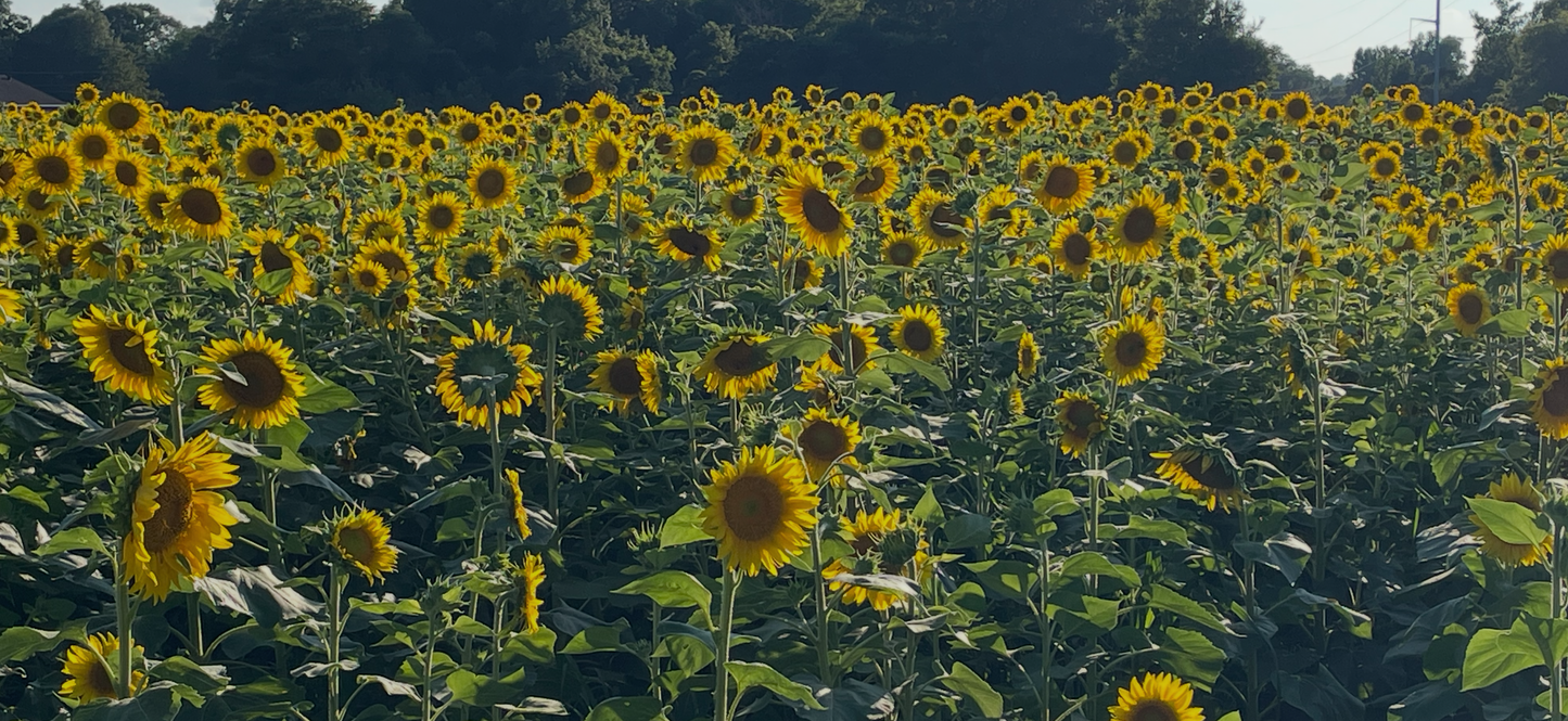 DOVE FIELD PRO 1/3 ACRE 20LBS