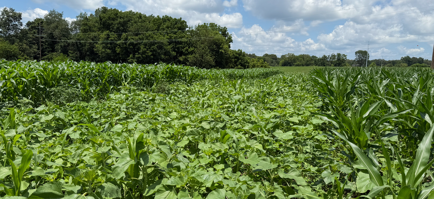 MONSTER MAKER SUMMER BLEND 20LB BAG