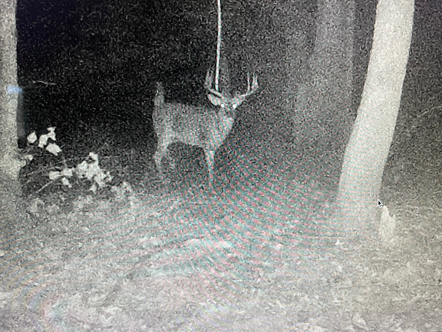 COMING SOON...Whitetail Design Class