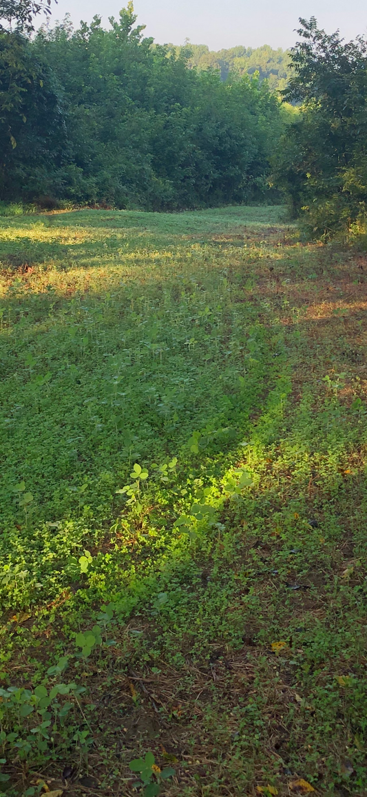 APEX CLOVER BLEND 1 ACRE