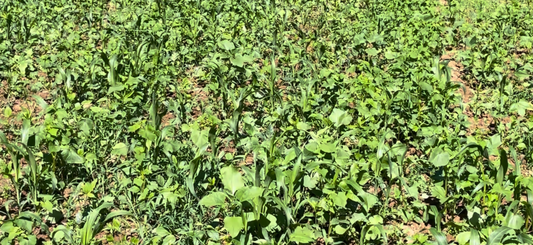 Soil Builder Pro (Medium-Large Plots) .40 acre 20LBS