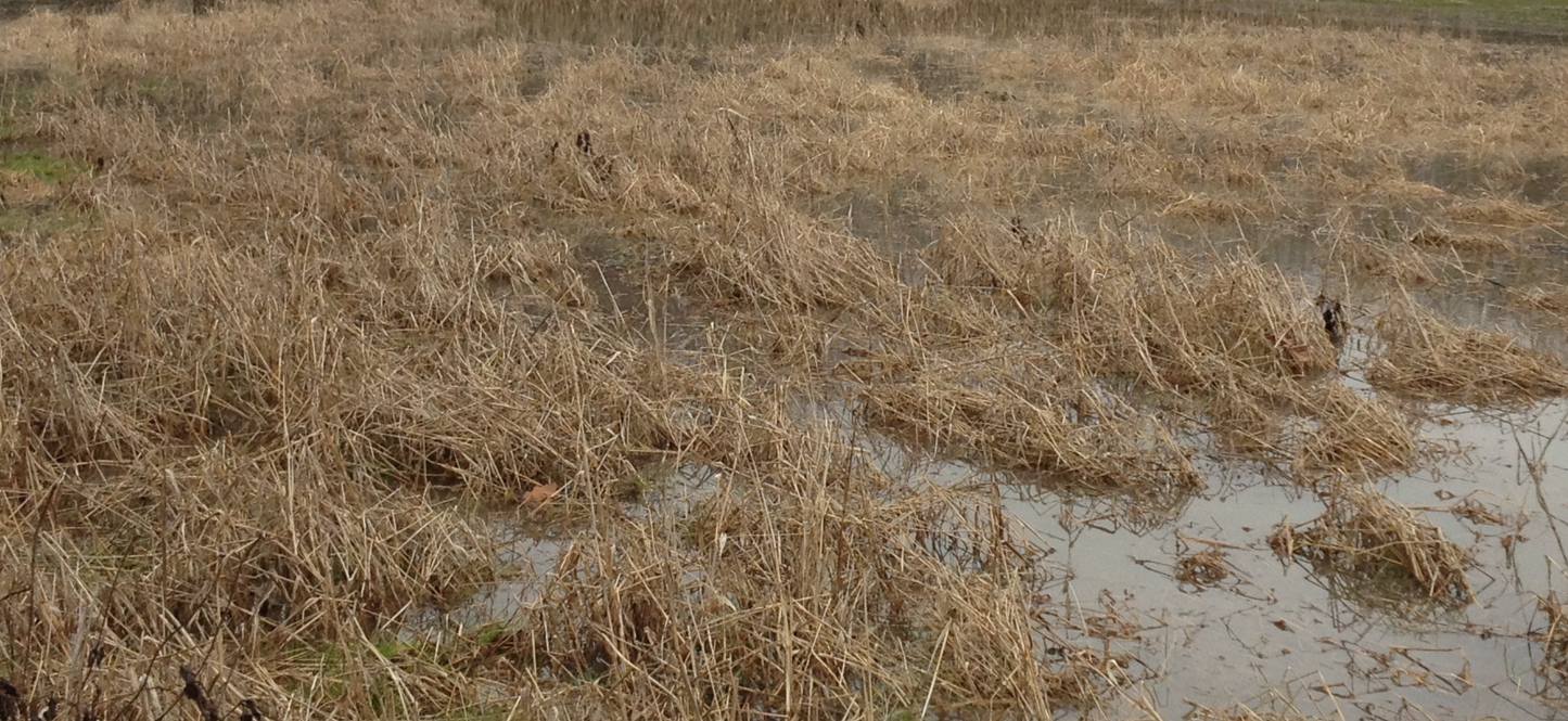 SAVING GRACE WATERFOWL SEED 20LBS…PLANTS 1/2 ACRE