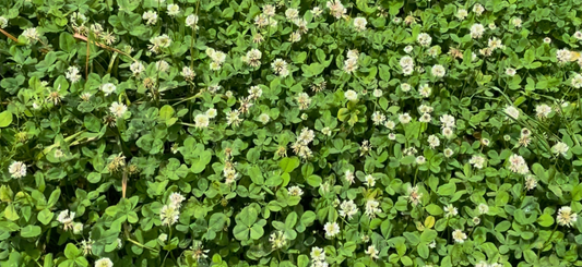 CLOVER PERENNIAL PRO..LAST 4-5 YEARS. 15LB BAG PLANTS 1 ACRE (PRE ORDER, SHIPS EARLY JULY 2026)