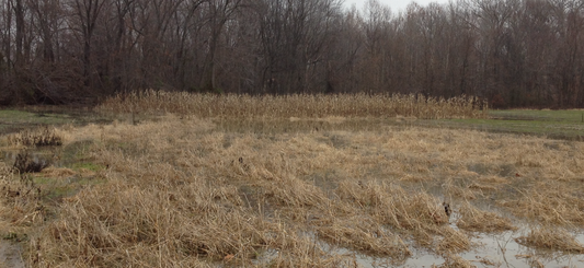 LOCK EM UP!  95 DAY MATURITY CORN (30,000 seeds)