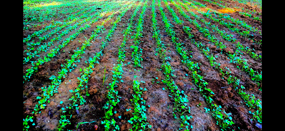Alpha Rack Food Plot DIYFOODPLOTPRO