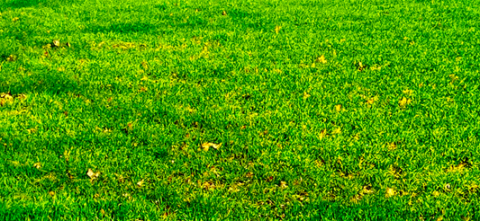 CEREAL RYE 20LB BAG
