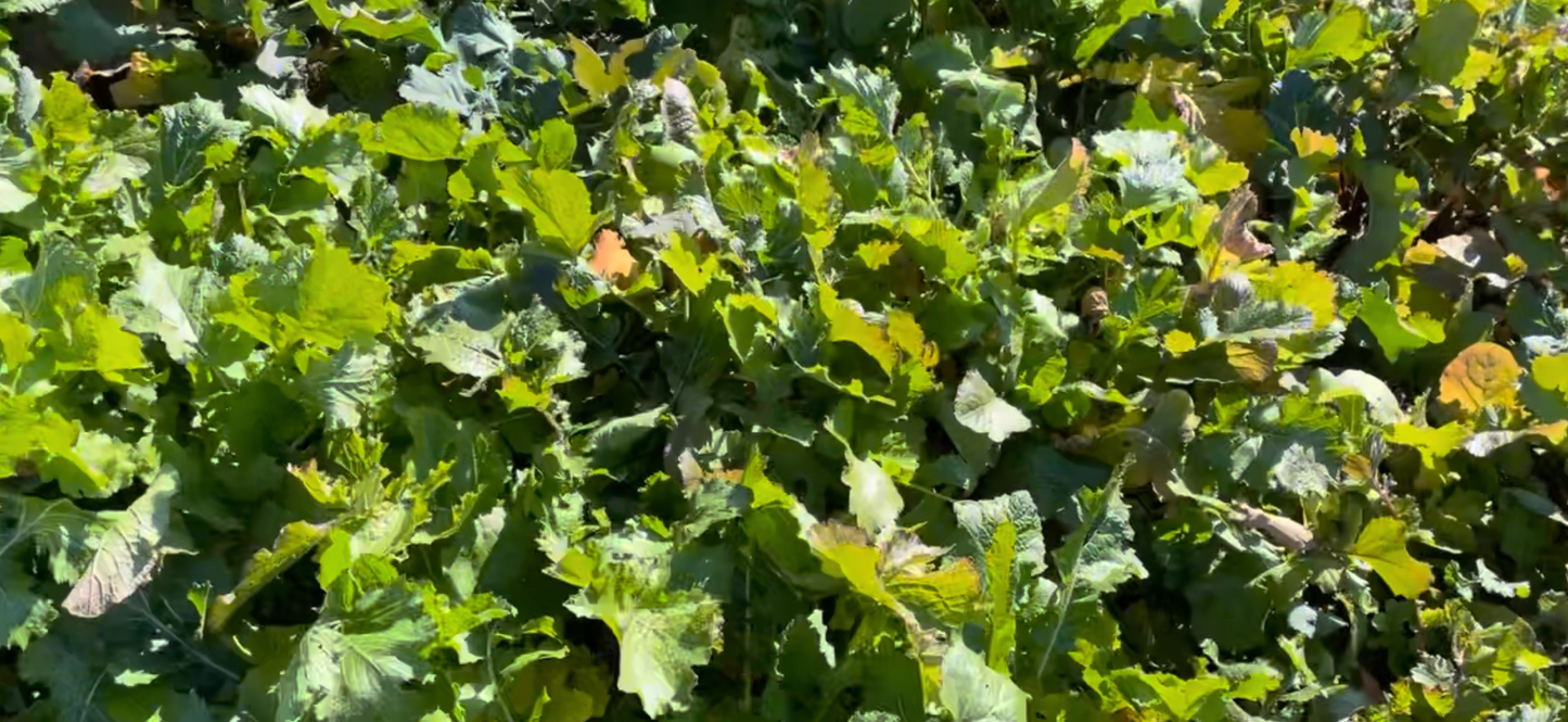MAX BULB BRASSICA & CLOVER 12.5LB BAG…PLANTS 1/2 ACRE (PRE ORDER, SHIPS EARLY JULY 2026)