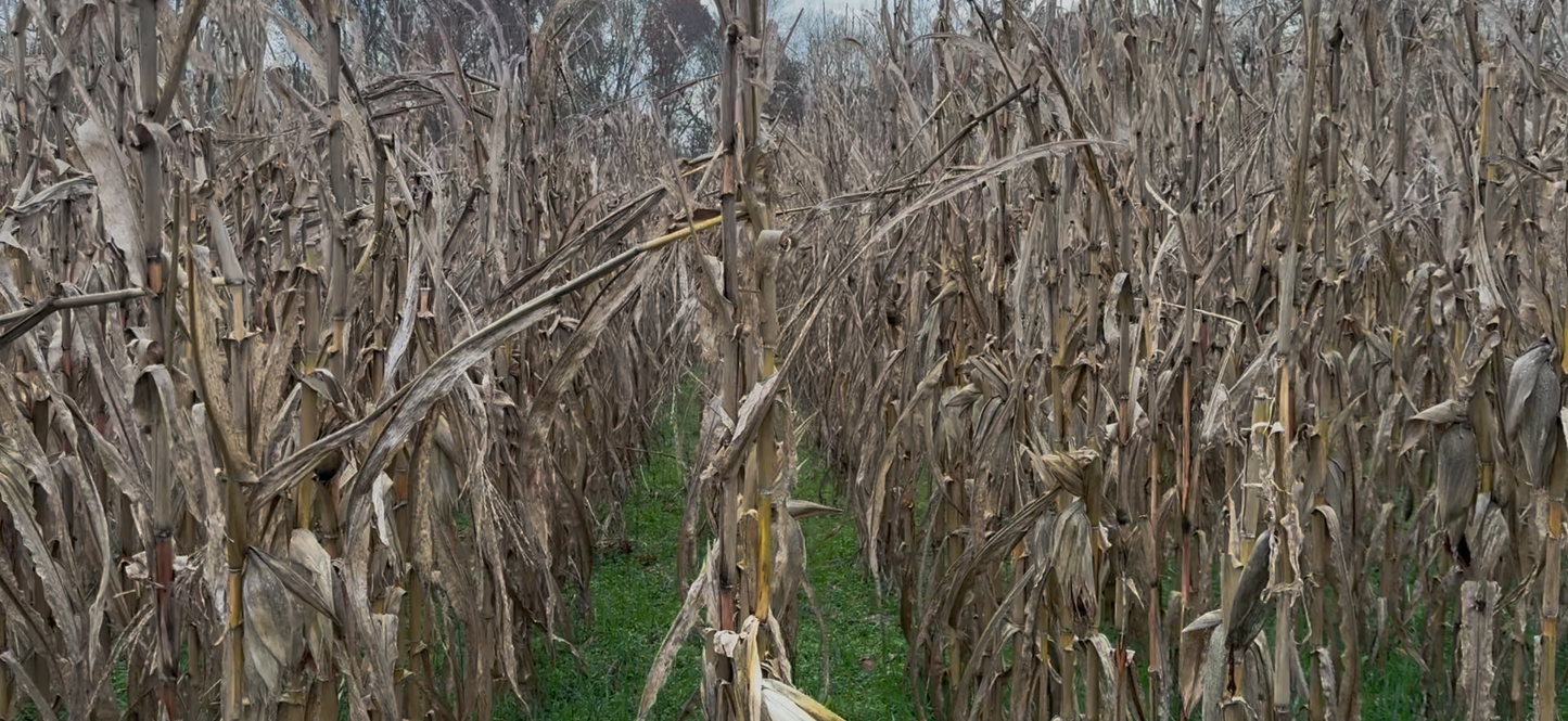 ROCKET FUEL CORN 20LB BAG