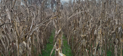 ROCKET FUEL CORN 20LB BAG