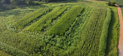 ROCKET FUEL CORN 20LB BAG