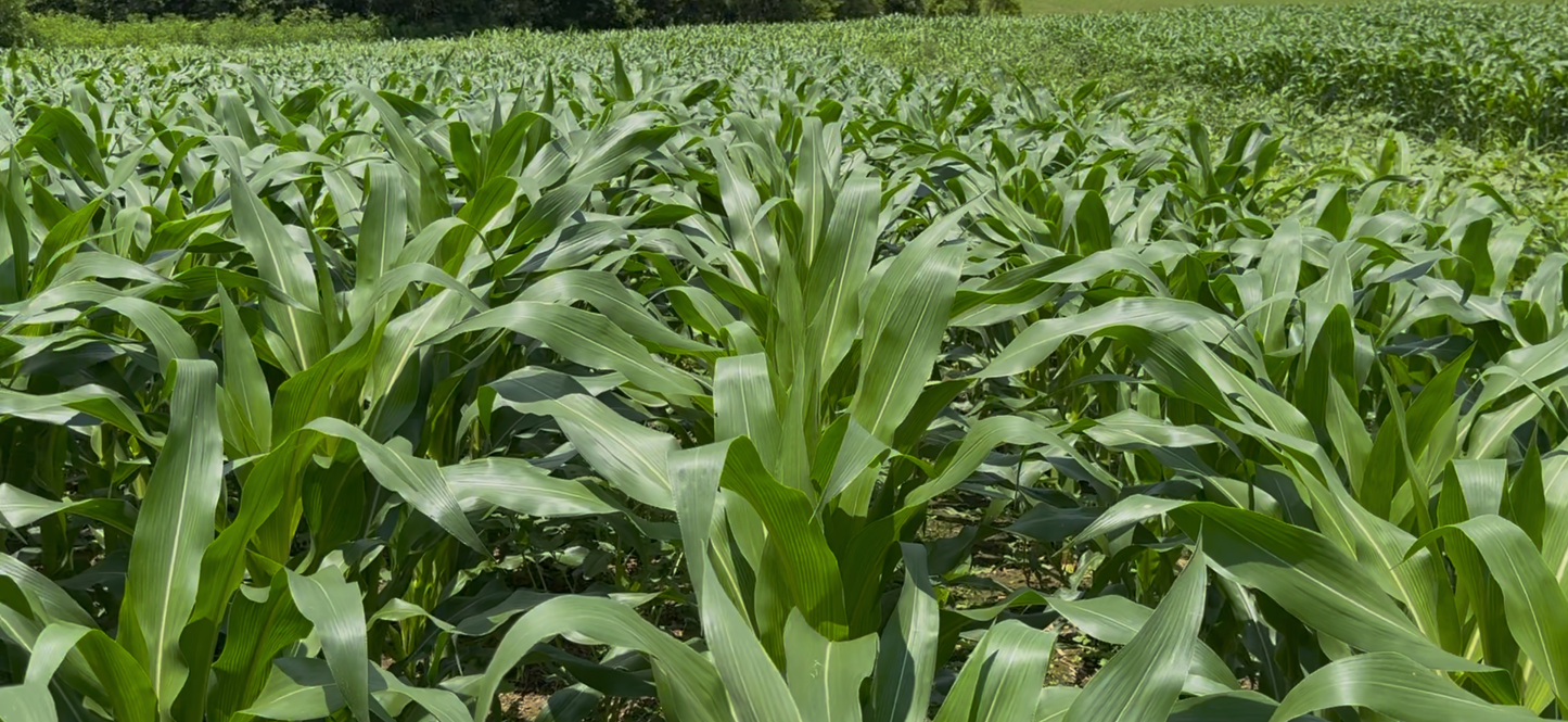 ROCKET FUEL CORN 20LB BAG