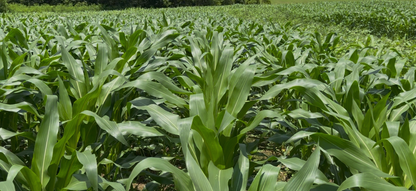 ROCKET FUEL CORN 20LB BAG