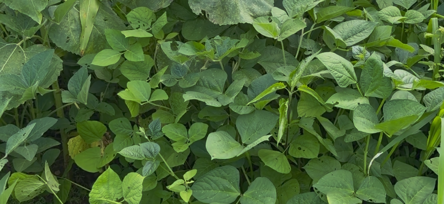 MONSTER MAKER SOYBEANS 20LB BAGS