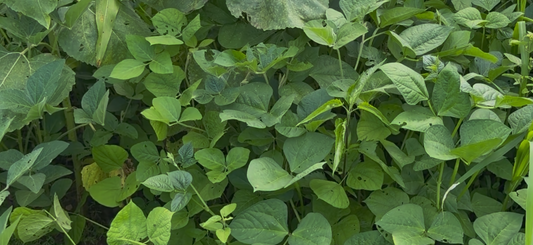 MONSTER MAKER SOYBEANS 20LB BAGS