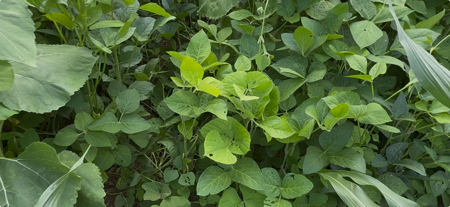 MONSTER MAKER SOYBEANS 20LB BAGS