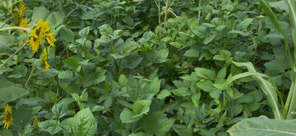 MONSTER MAKER SUMMER BLEND (50)LB BAG