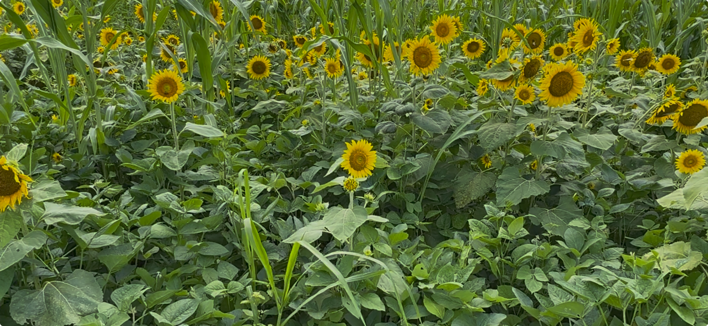 MONSTER MAKER SUMMER BLEND 20LB BAG