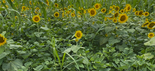 MONSTER MAKER SUMMER BLEND (50)LB BAG